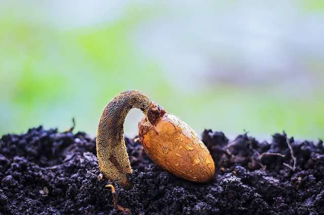 dianthus germination seedling