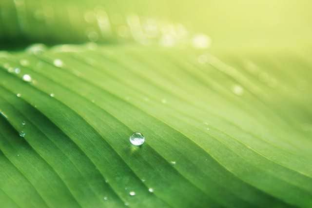 water droplets on a green leaf