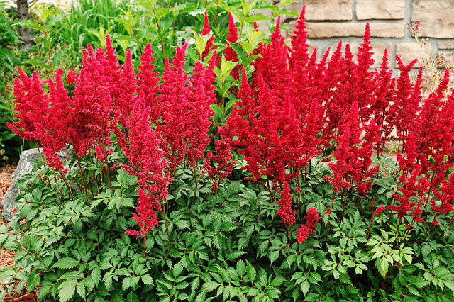 Red astilbe flowers growing in the garden