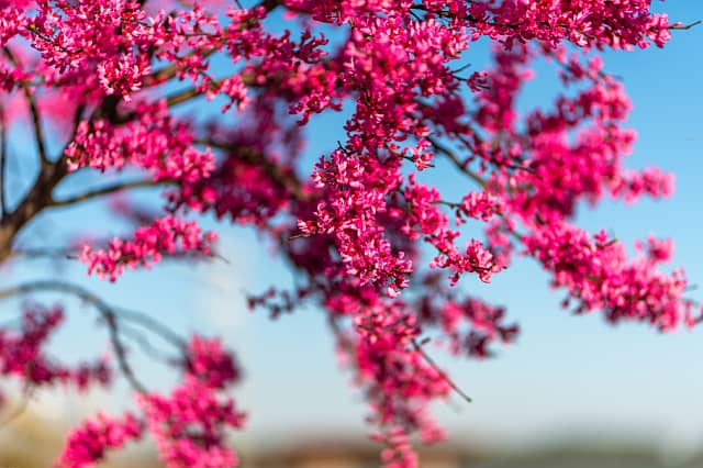 Branches of western redbud tree dripping with red flowers