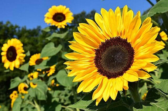 Closeup of a sunflower in a field of sunflowers. They are allelopathic in our gardening terms