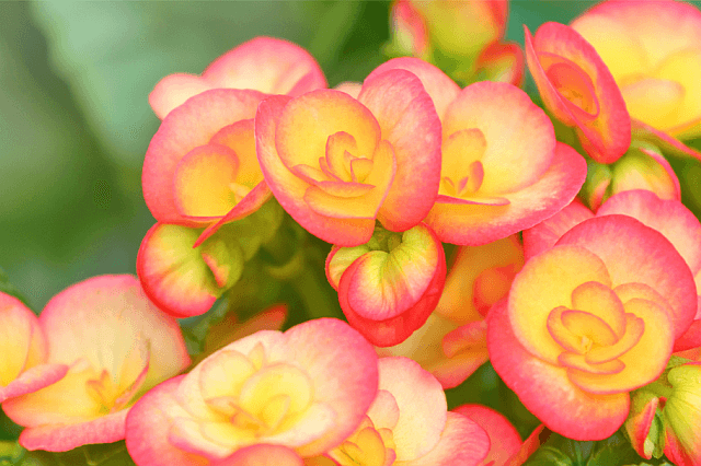 Yellow begonia flowers with red and pink edges