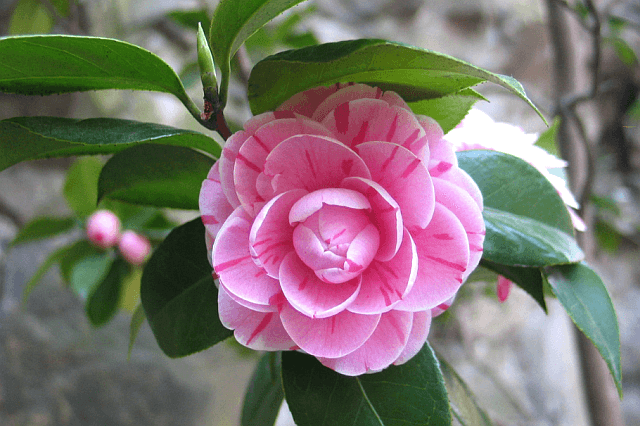 closeup of a pink camellia with darker pink markings