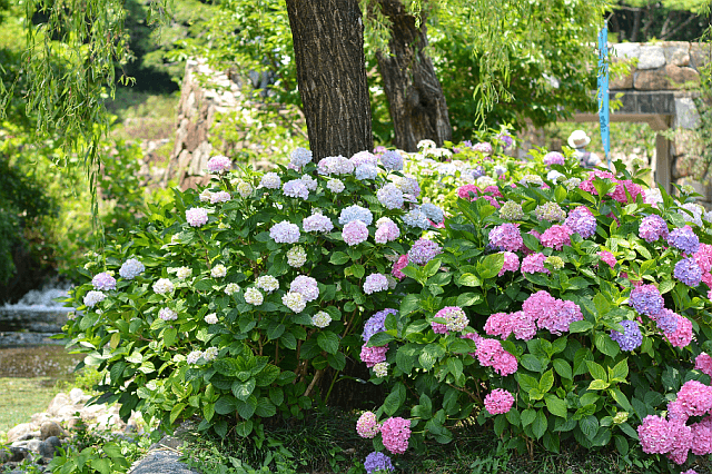 hydrangea shrubs with pink, purple and white flowers