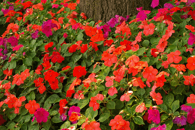 A mound of red impatiens growing in the garden