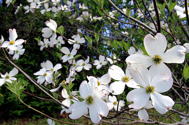 White flowers of the Pacific dogwood tree