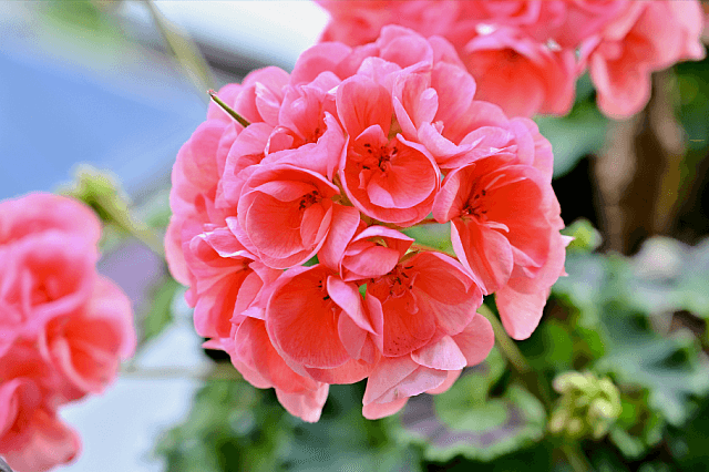 extreme closeup of a pink pelargonium flower