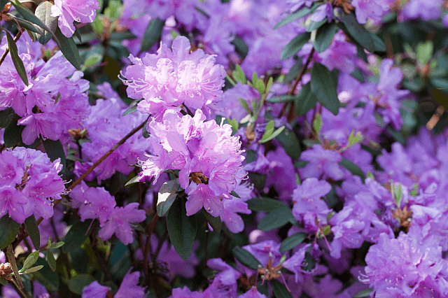 purple rhododendron flowers