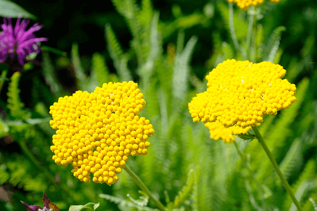 Two yellow yarrow flowers