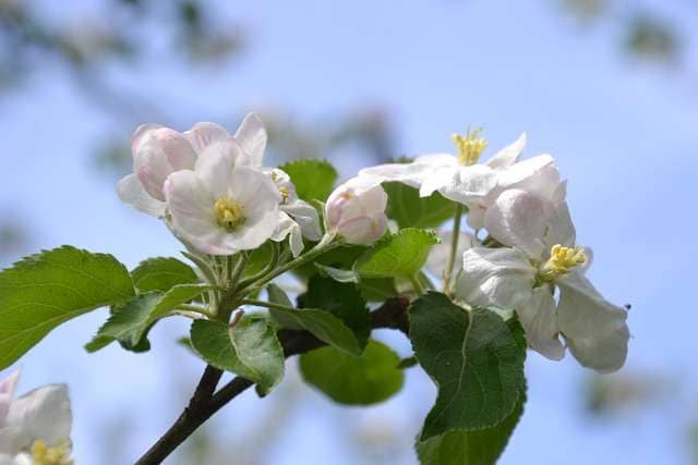 closeup of apple tree blossoms