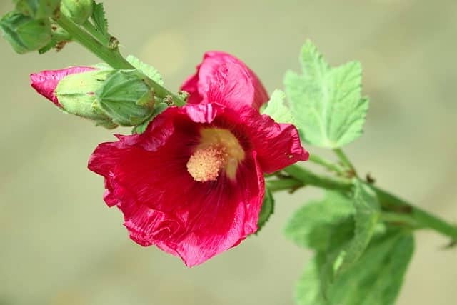 closeup of a red hollyhock flower