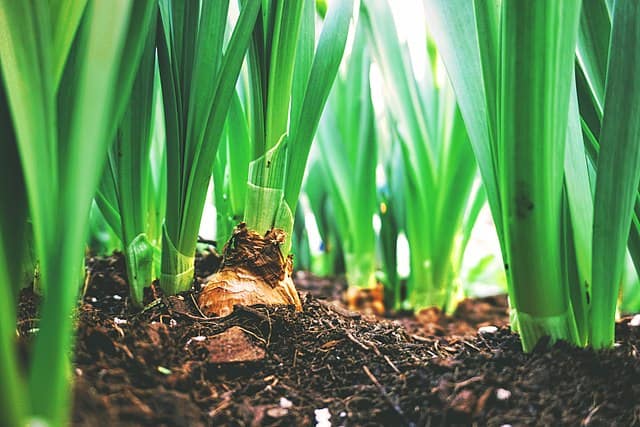 closeup of flower bulbs in the soil, sprouting foliage