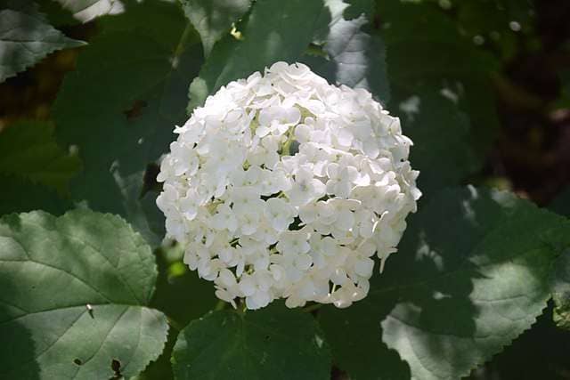 closeup of anabelle hydrangea