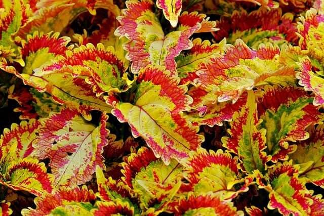 Coleus plant with yellow leaves with red edges