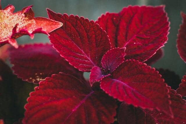 Red coleus (1) | Gardenologist