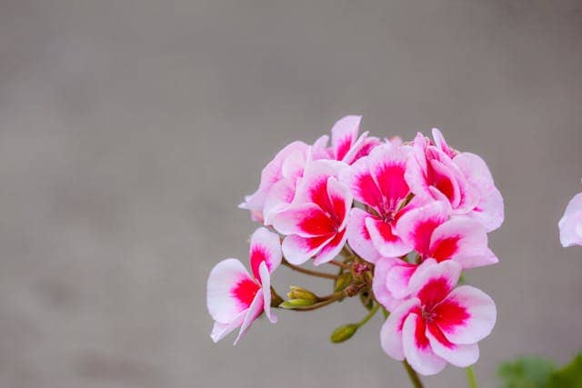 Pink pelargonium. Gardening terms say that some species are annuals