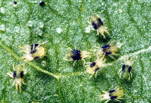 spider mites