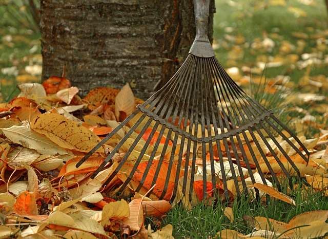 autumn leaves next to a tree and a rake