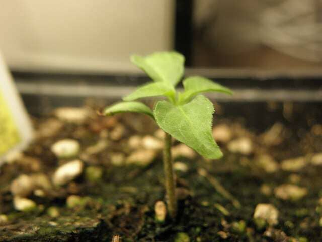 white habanero pepper seedling