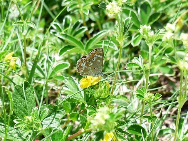 lady's mantle plant with yellow flowers and a swallow tail butterfly