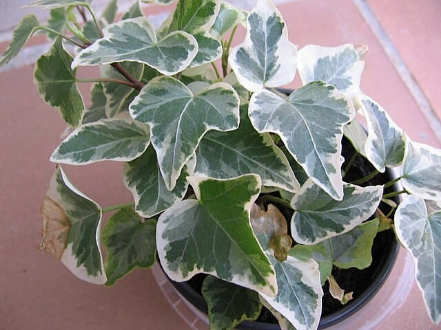 Variegate Algerian ivy in a pot