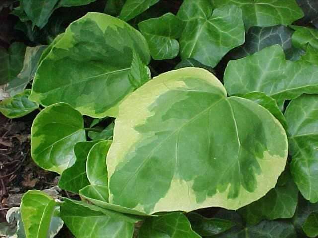 Flowering ivy