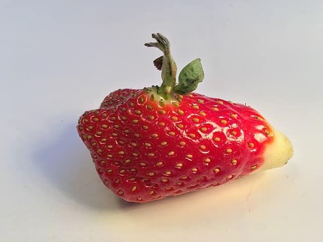 Strawberry with a sprout sticking out of it