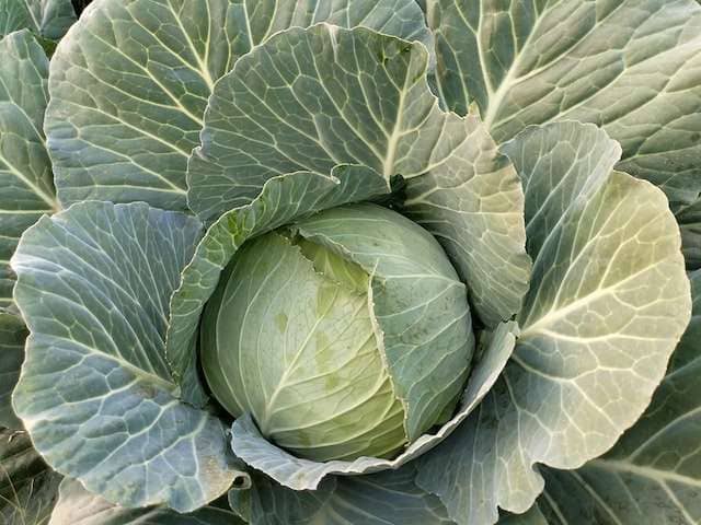 extreme closeup of head of cabbage