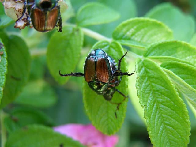 Japanese beetle on a leaf