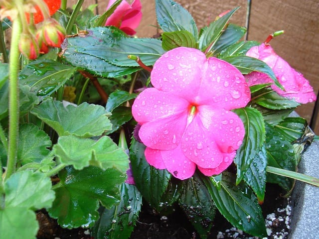 bright pink impatiens flower