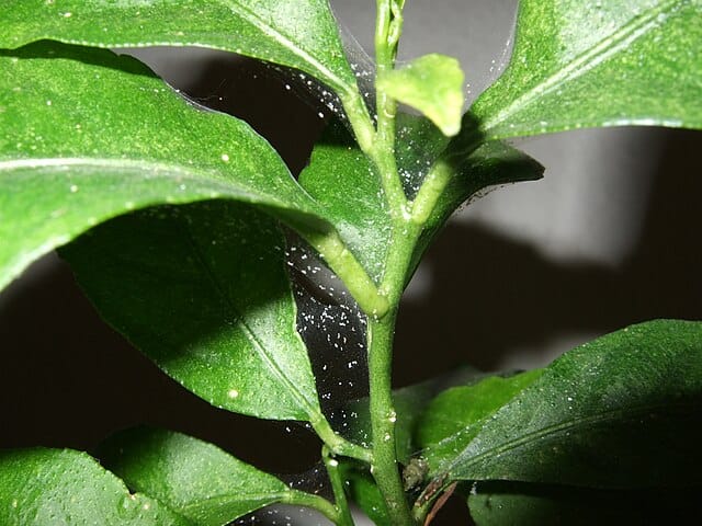 Closeup of lemon tree with spider mite webbing on the leaves and stem