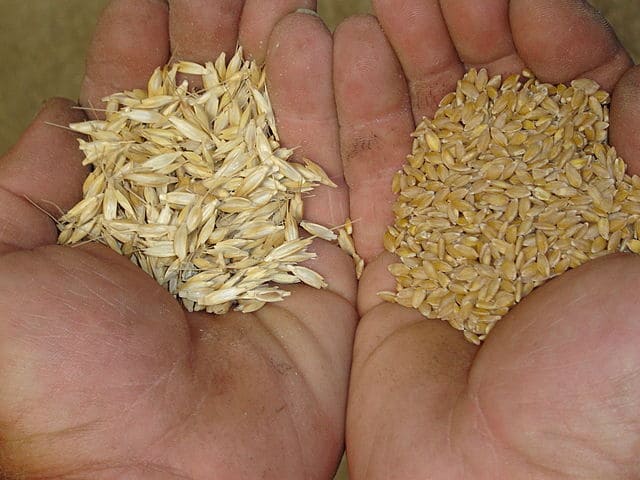 Left hand holding chaff and right hand holding seeds