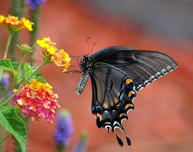 black swallotail butterfly on a yellow lantana flower