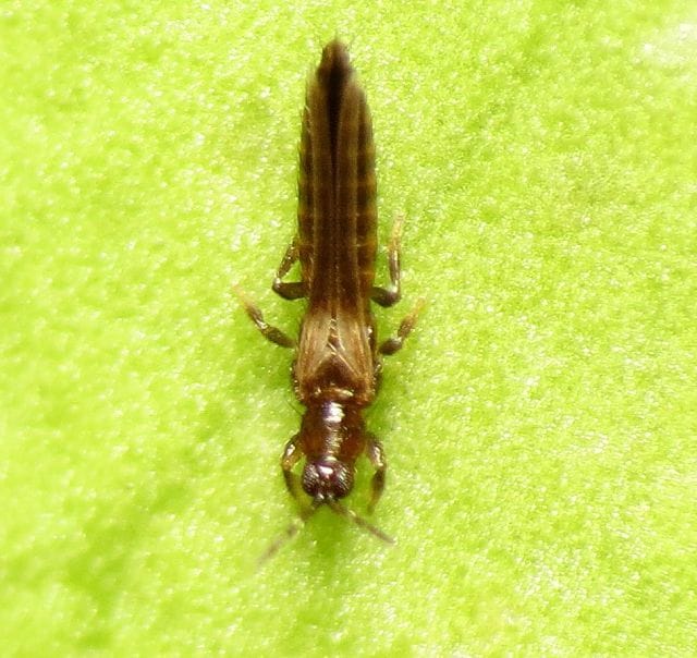 Thrips insect on a green background