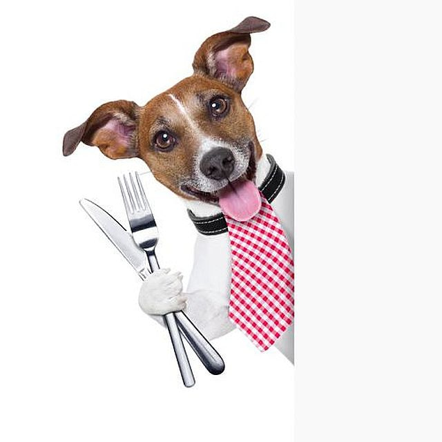 dog holding a knife and fork