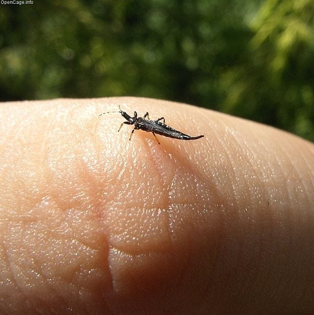 Thrips insect on a person's finger