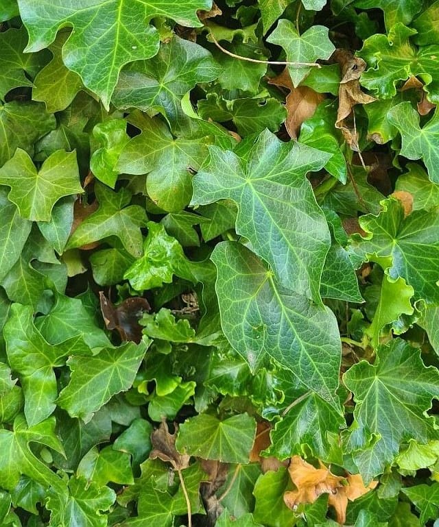 closeup of a clump of Irish ivy