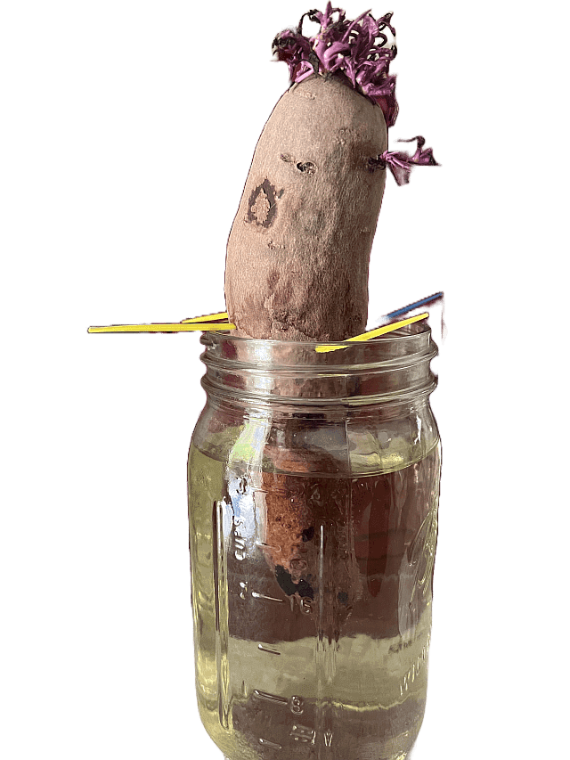 Sweet potato in a jar of water, being held in place by toothpicks