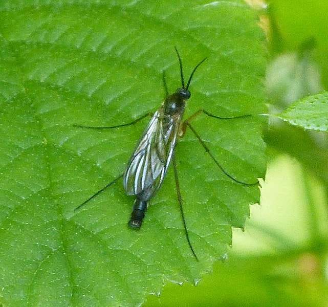 fungus gnat on foliage