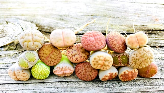 buy lithops online