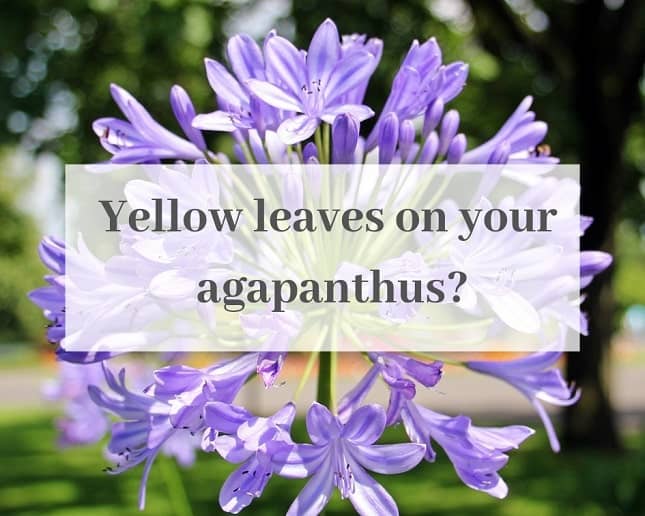 closeup of purple agapanthus flower