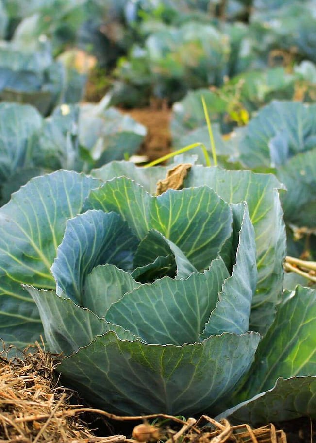 Closeup of a cabbage growing in a cabbage patch