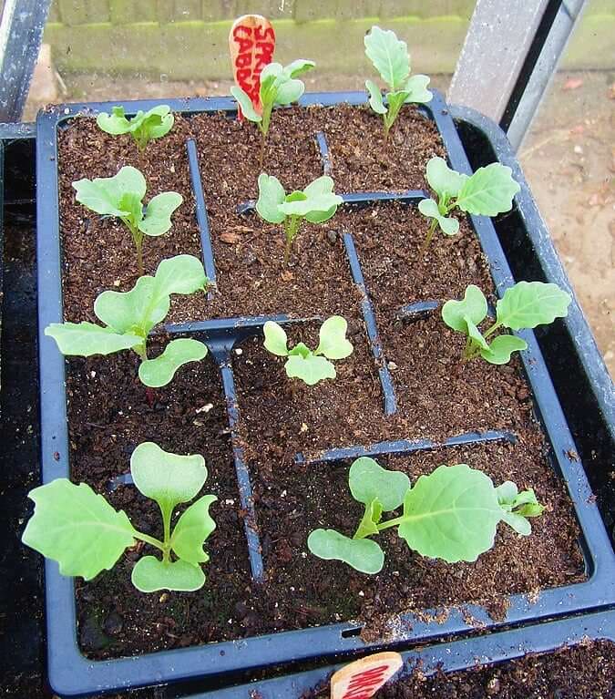 A nursery tray with three rows of planted cabbage seedlings