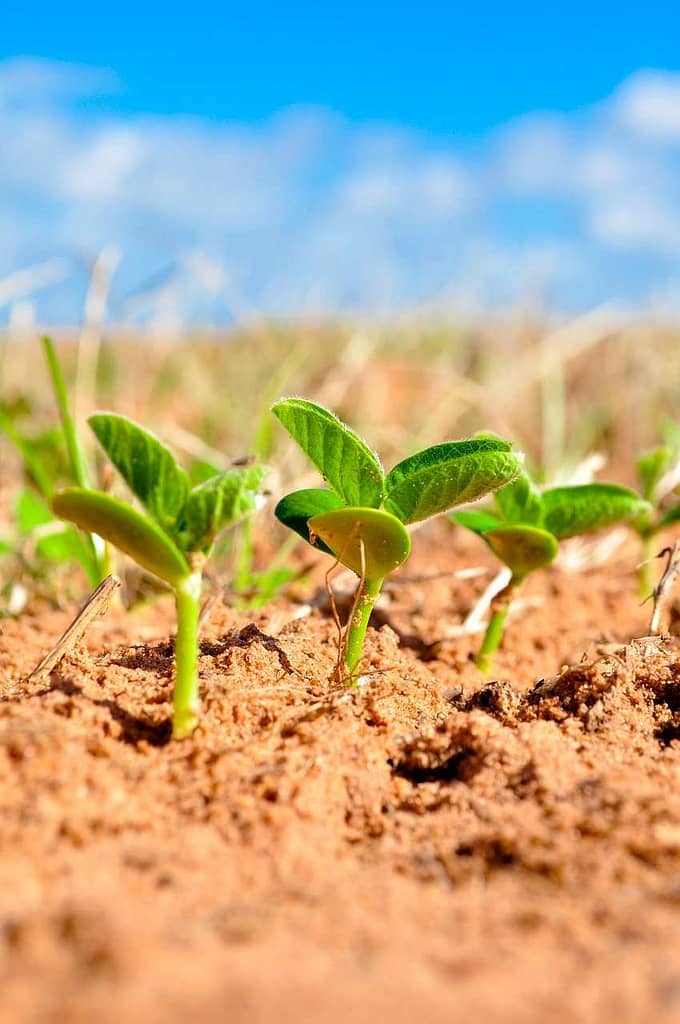 soybean seedlings closeup