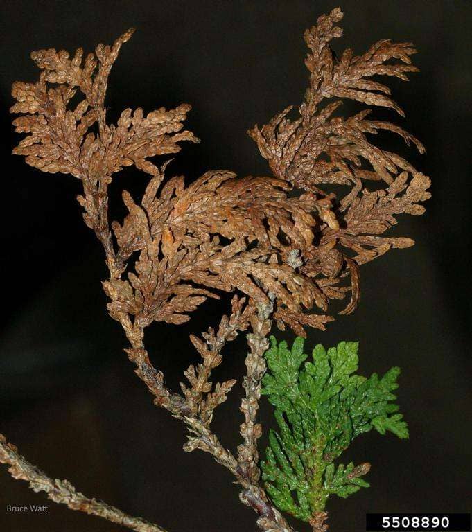 closeuo of needle blight on arborvitae