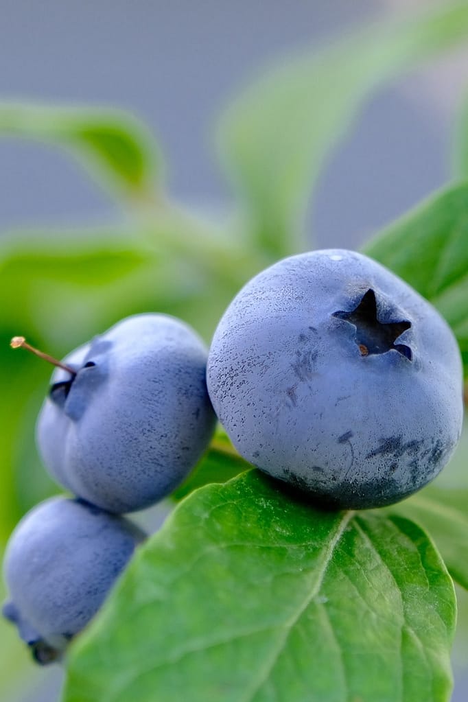 Closeup of a blueberry cluster