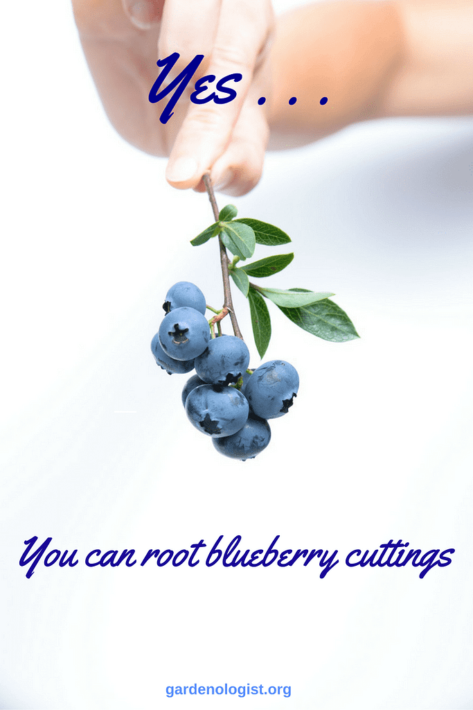 root blueberry cuttings