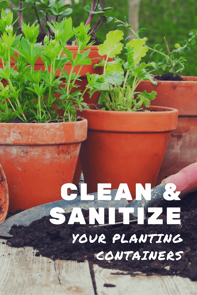 sanitize flower pots