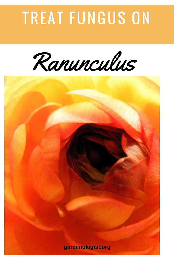 fungus on ranunculus