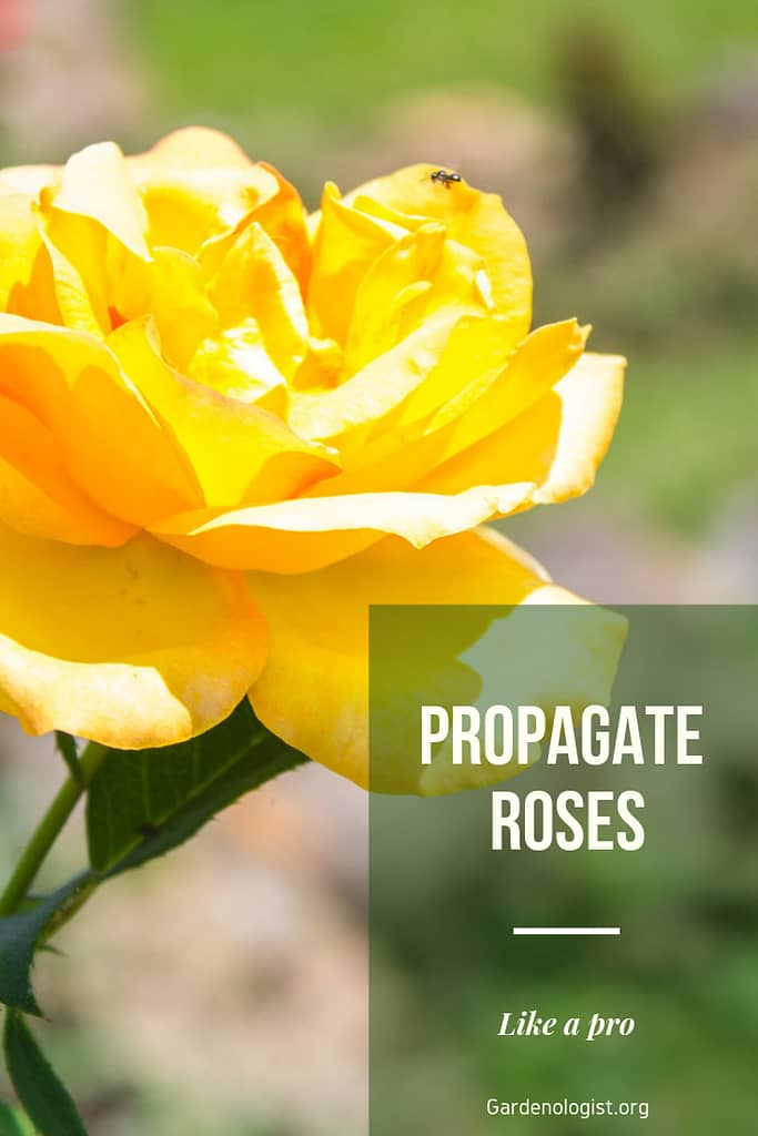 propagate rose cuttings